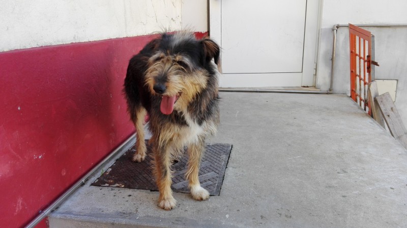 Para adoção - cadela adulta a procurar novo dono no Canil Municipal de Coimbra
