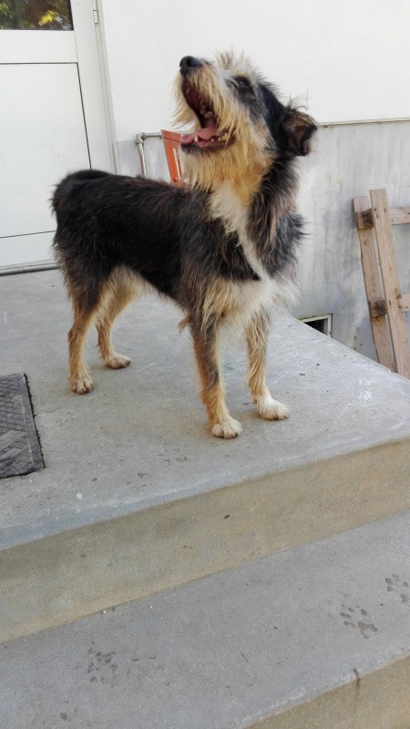 Para adoção - cadela adulta a procurar novo dono no Canil Municipal de Coimbra